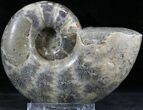 Polished Anapuzosia Ammonite Fossils #25208-1